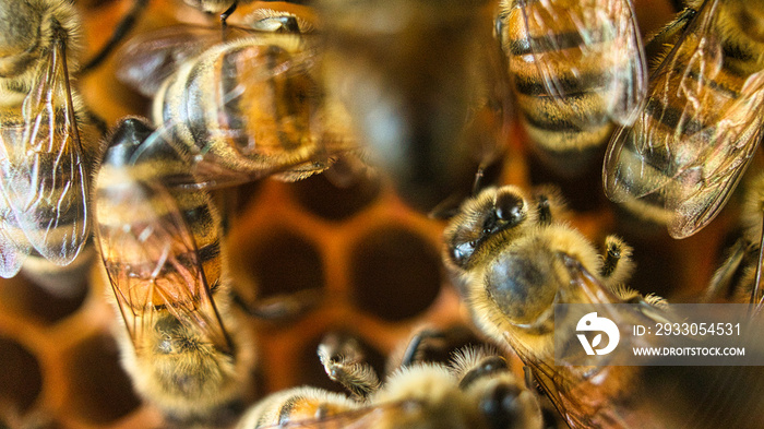 Honey bees at work in the hive. Detailed macro shot of insects. Bees collect pollen