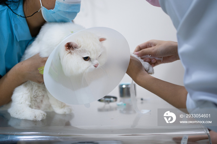 Selective focus of cropped view of a vet nurse holding a cute fluffy white male Persian cat wearing a plastic cone collar sitting on an examination table while the vet giving fluid therapy on it’s leg