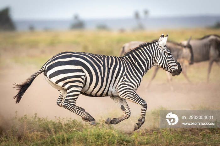 Female zebra running fast leaving dust across the Amboseli plains in Kenya