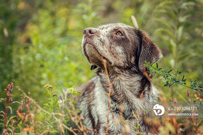 Autumnal portrait of a leopard labrador dogbreed posing on a meadow outdoors at a rainy day