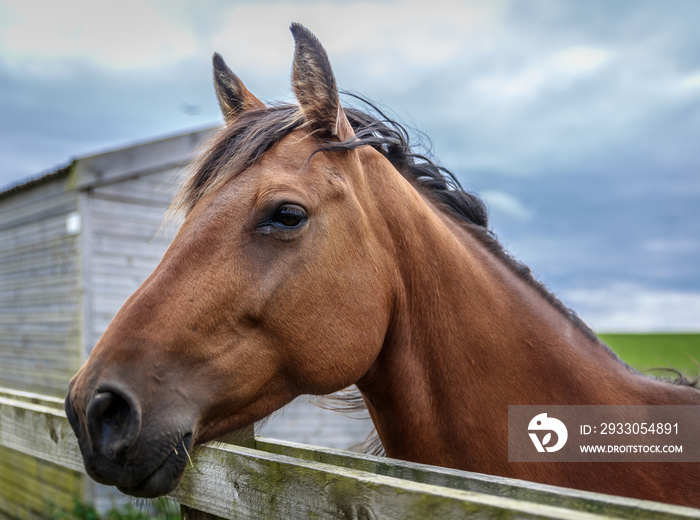 A brown breed horse looks quietly through a wooden fence on a green farm