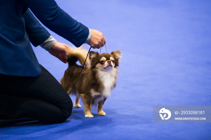 Trainning and setting Dog posture for dog contest