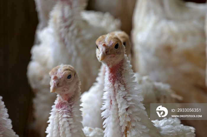 Young turkeys. Production process in a poultry company