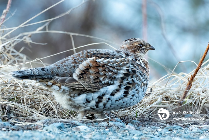 Female ruffed grouse (Bonasa umbellus) moving on gravel, in front of dry grass background, at dusk, blue hour