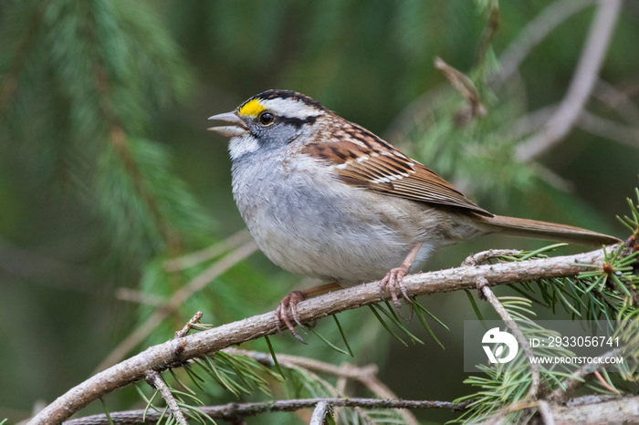 white-throated sparrow (Zonotrichia albicollis) in spring