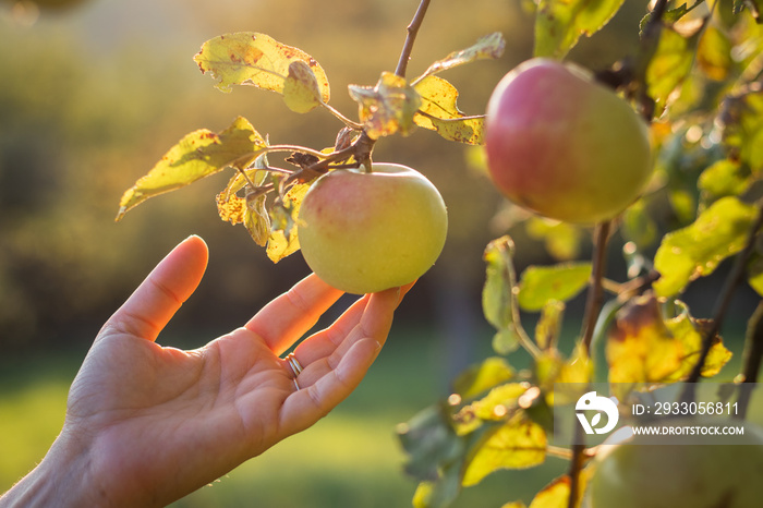 Female hands touching apple in orchard. Harvesting season.