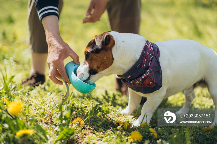 Jack Russell dog drinks water from a drinking bowl in a summer park on a hot day