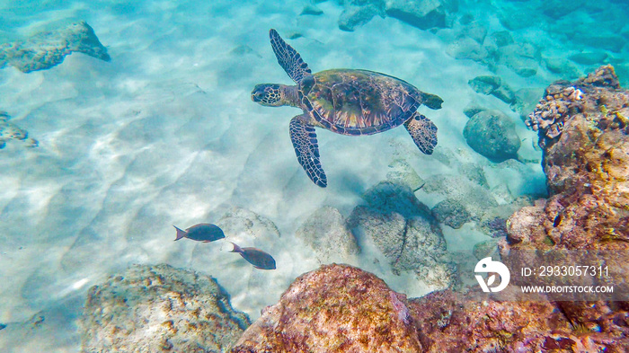 Green sea turtle glides effortlessly though clear blue tropical waters over an island coral reef.