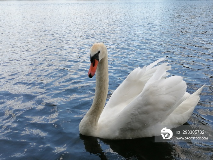 mute swan cygnus olor