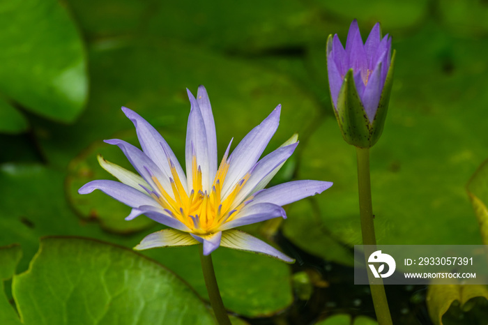 Nymphaea caerulea,  (blue Egyptian lotus) with green leaves background