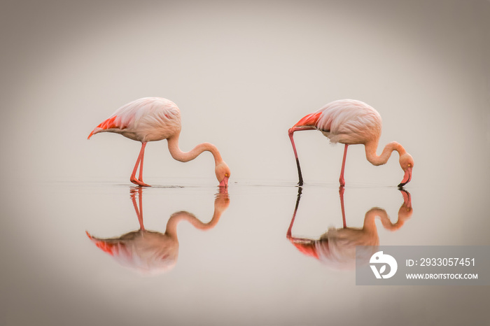 Greater Flamingos ( Phoenicopterus ruber roseus) in the fog with reflection on the surface, Walvis bay, Namibia.