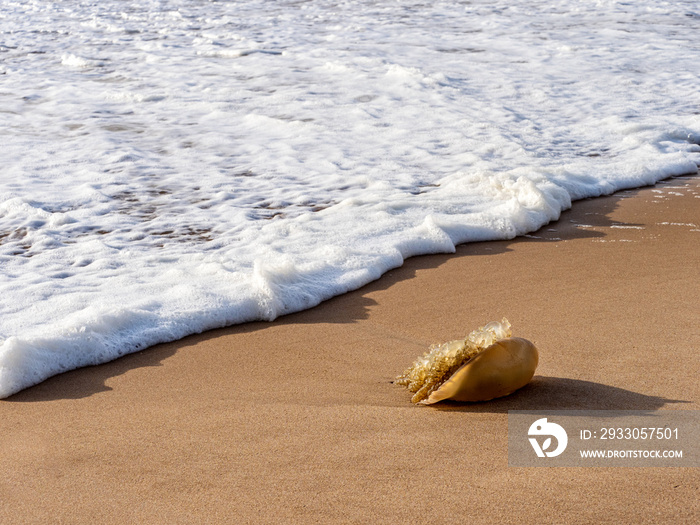 A jellyfish washed ashore during a storm