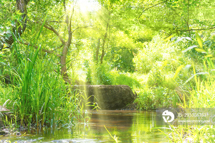 Stream in the tropical forest with sun light. Environment sunny landscape