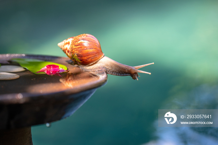 A snail in a shell crawls on a ceramic pot with water, summer day in garden, close up, Bali, Indonesia