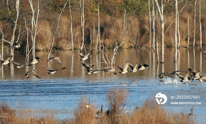 Canada geese migrating in the Fall of the year