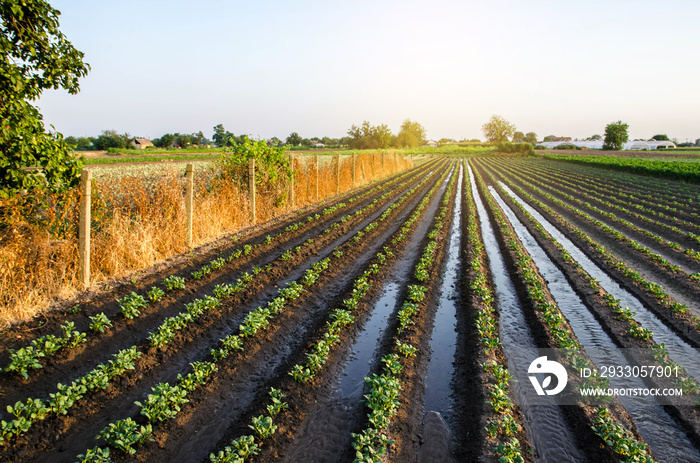 Abundant watering the potato plantation through irrigation canals. Surface irrigation of crops. European farming. Agronomy. Water flow control. Moistening. Agriculture and agribusiness.