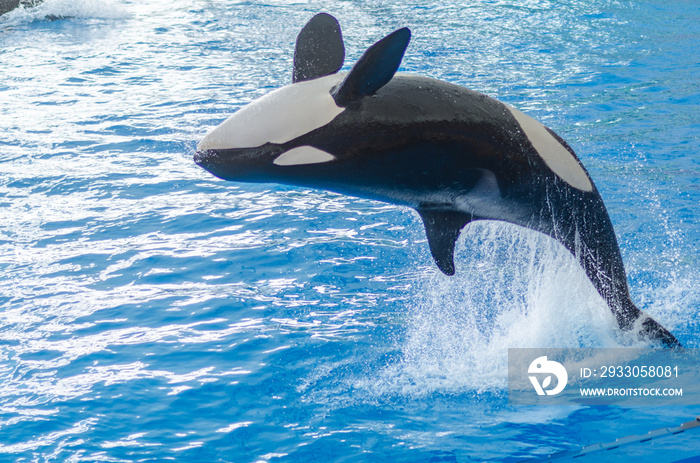 a jumping orca in a blue sea