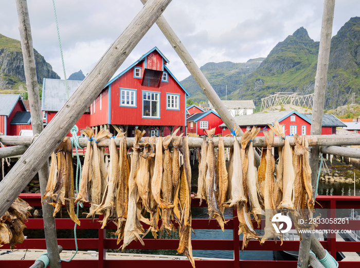 Drying stockfish cod in authentic traditional fishing village with traditional red rorbu houses in summer in Norwegian fjord. Lofoten islands, Norway