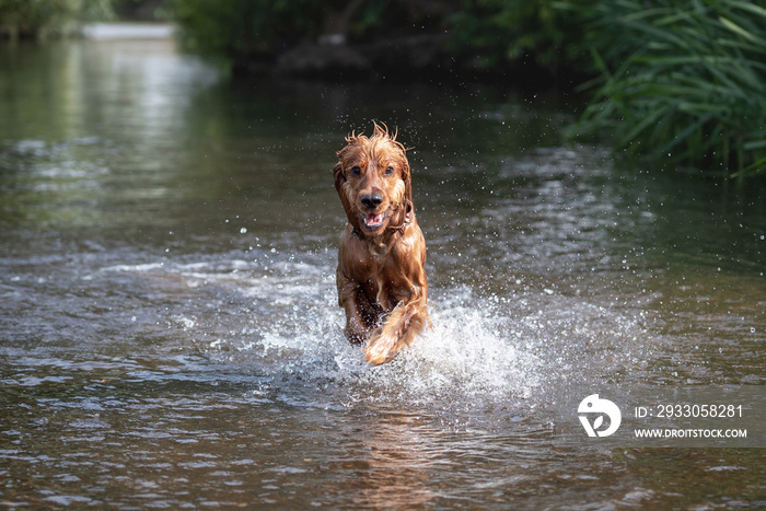 15 Month Old Cocker Spaniel Playing in River