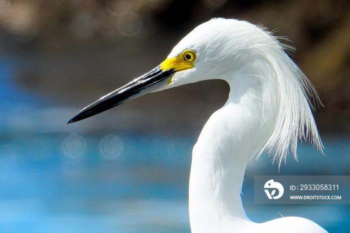 Mexico South Pacific Birds