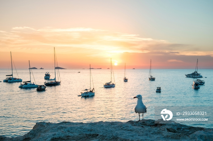 Seagull perched on a cliff watches the boats anchored in the bay at sunset.