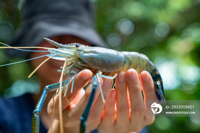 giant freshwater prawn