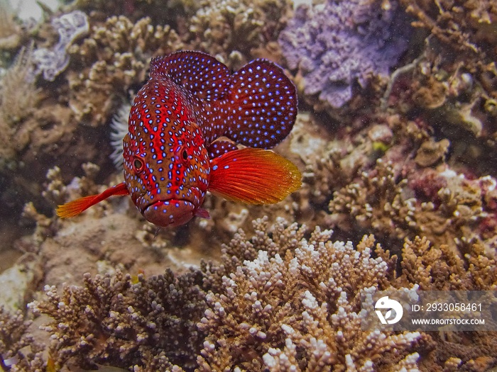 coral hind Cephalopholis miniata on a reef