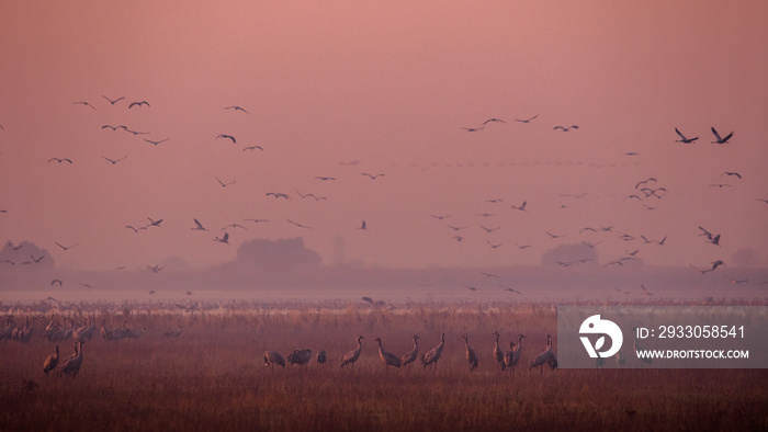 Beautiful photography of a huge flock of birds. Common Cranes (rus grus).