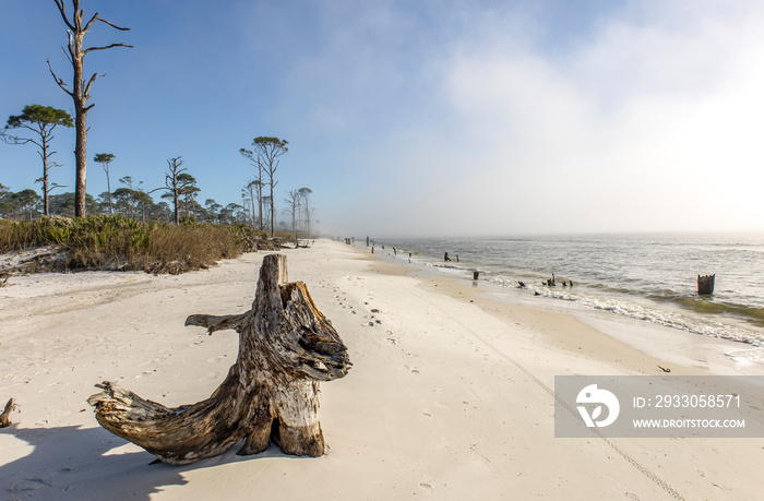 An old stump on a white beach with sea fog and a pine forest.