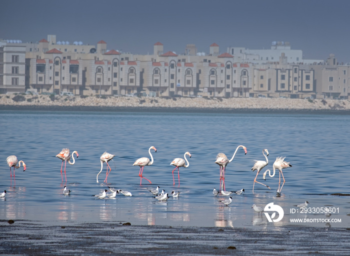 flamingos in Dammam