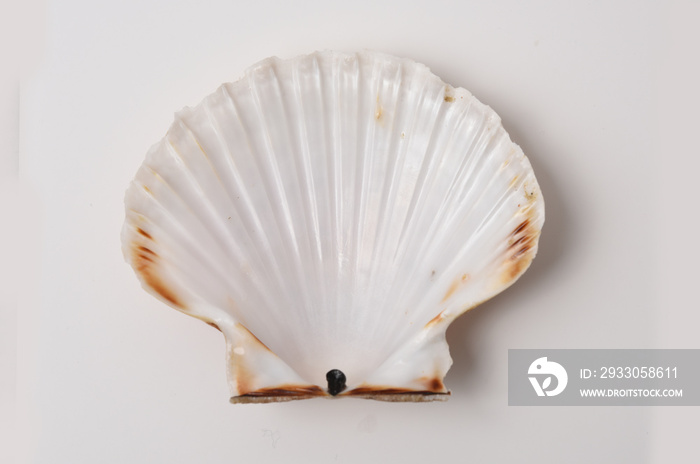 scallop shell in closeup on white background