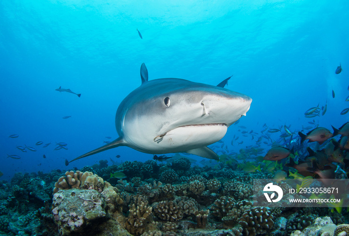 Tiger shark on the reef