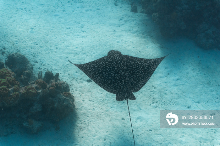 underwater shot of eagle ray from above gliding along sandy bottom with coral reef patches on either side. Sunny day with great visibility in Nassau Bahamas