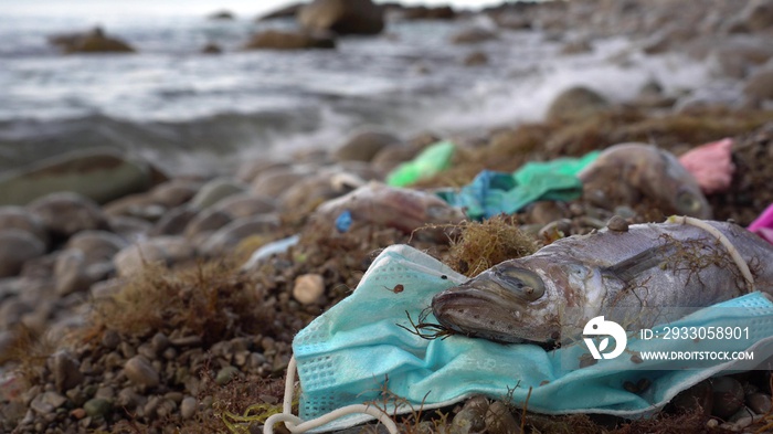 Dead Fish Tangled in Facemask. Disposed of incorrectly PPE kills marine life. Medical waste ocean pollution. Discarded single-use plastic masks and gloves on the sea coast