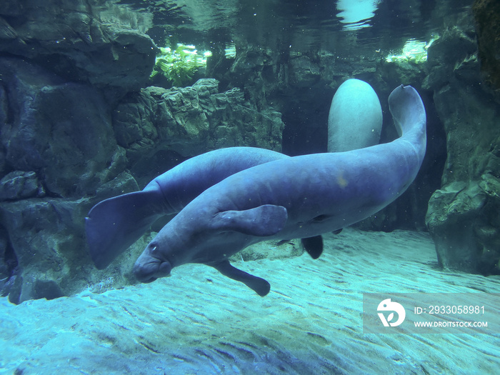 West Indian Manatee