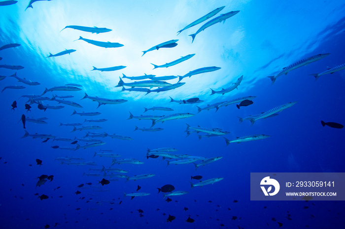 school of barracuda fish