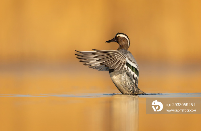 Garganey bird ( Spatula querquedula ) close up - male