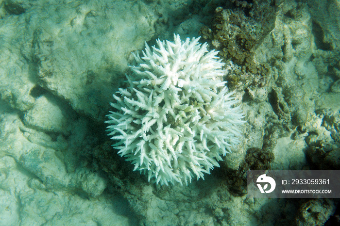 The bleaching corals in Seychelles sea