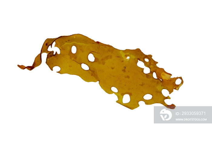 Laminaria isolated transparent png. Brown seaweed or kelp. Food and iodine source sea algae. Medicine and cosmetics ingredient.