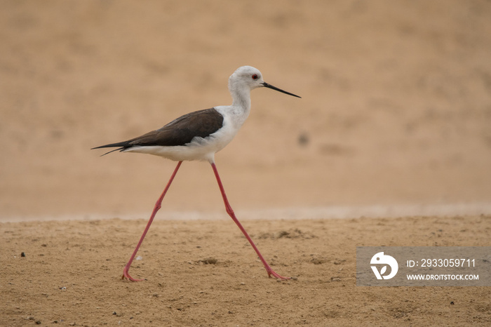 Black-winged stilt / Himantopus himantopus