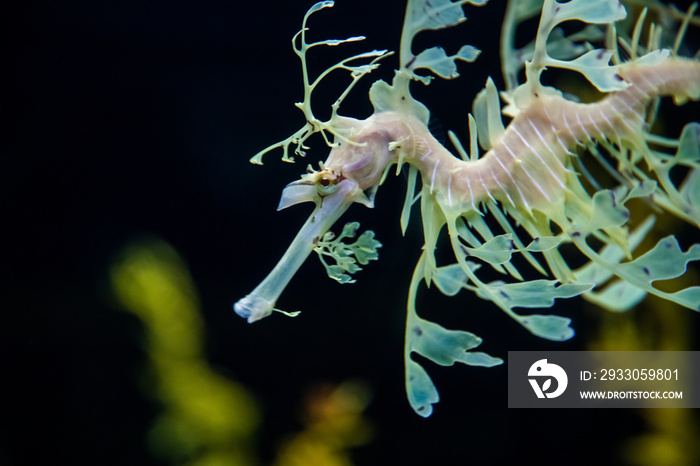 Yellow leafy seadragon (Phycodurus eques)