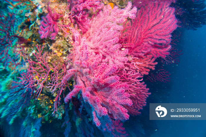 Paramuricea clavata red gorgonia of the mediterranean sea- Diving in the marine national park close to Portofino