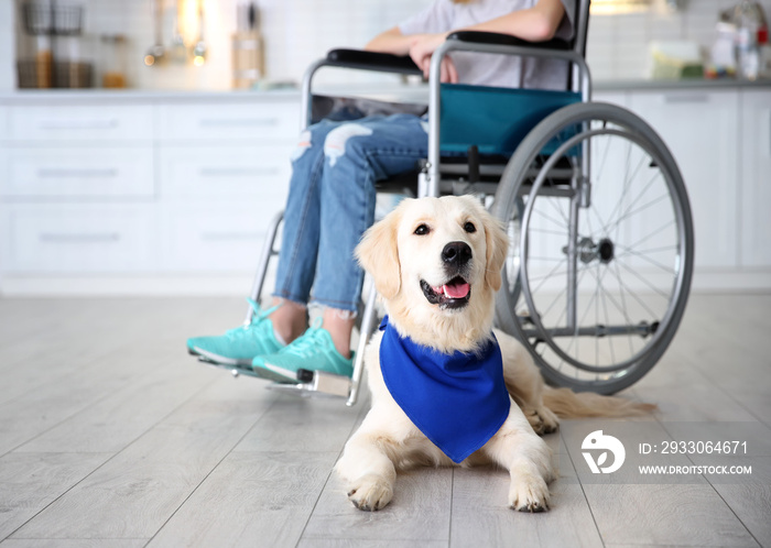 Cute service dog lying on floor near girl in wheelchair indoors