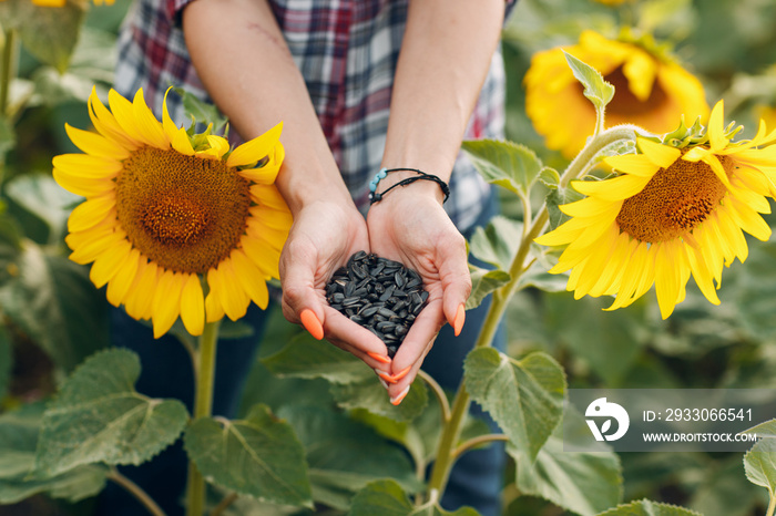 Woman hands holding sunflower seeds in a field