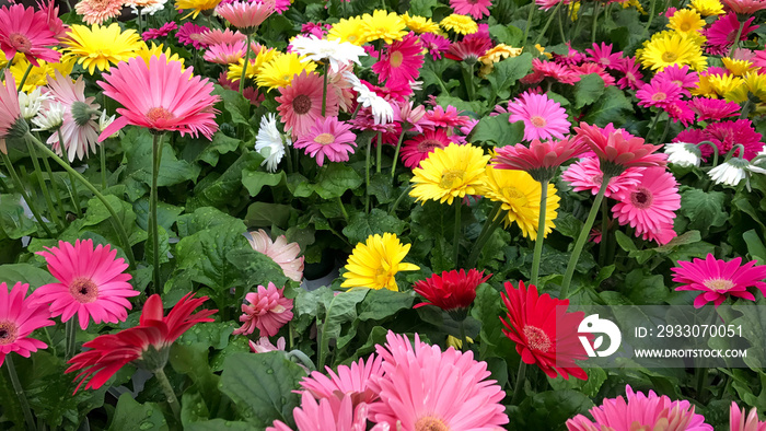 field of variety multi-colored summer Gerber daisies. Daisy field