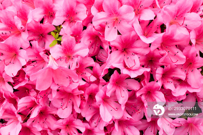 きれいなピンク色の花のサツキツツジ