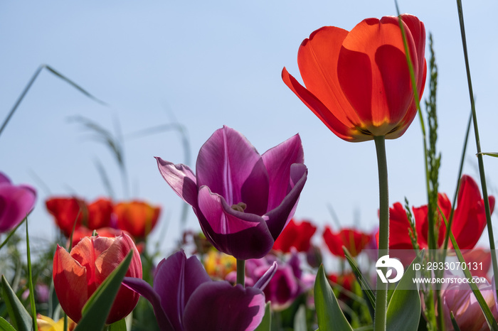 field of colourful tulips