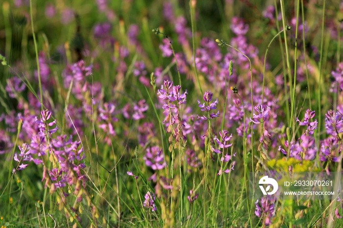 Fumaria officinalis flowering in a meadow