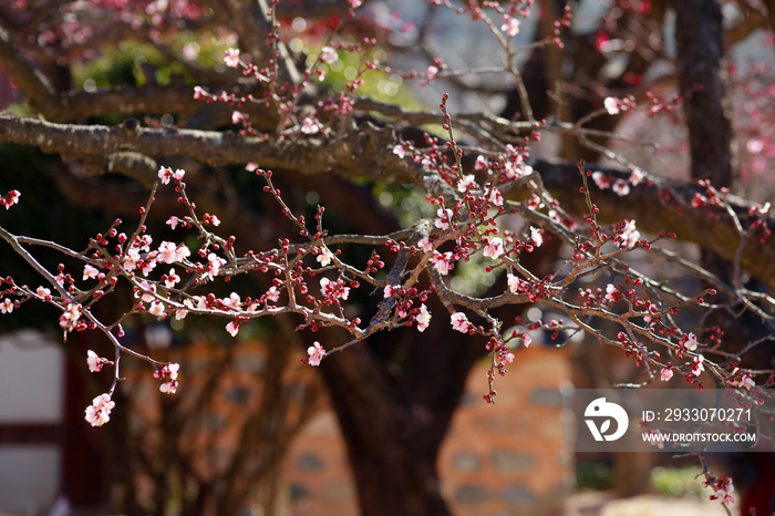 Tongdosa temple Plum Flower Blossom. Famous plum flower spring blossom in Tongdosa Temple . The temple is famous UNESCO site located in South Korea.