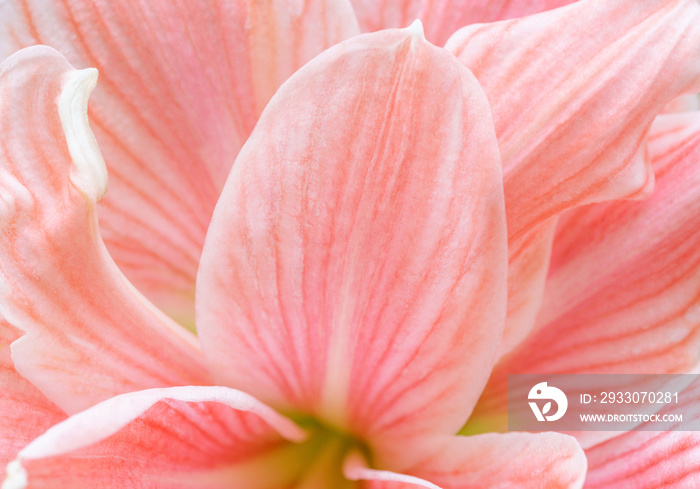 Close-up macro soft focus on petal pink Amaryllis flowers tropical forest plant blossom pastel background.nature spring flora desktop wallpaper,beauty or cosmetic banner poster, website cover design.